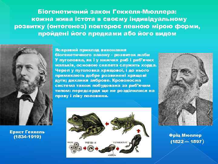 Біогенетичний закон Геккеля-Мюллера: кожна жива істота в своєму індивідуальному розвитку (онтогенез) повторює певною мірою