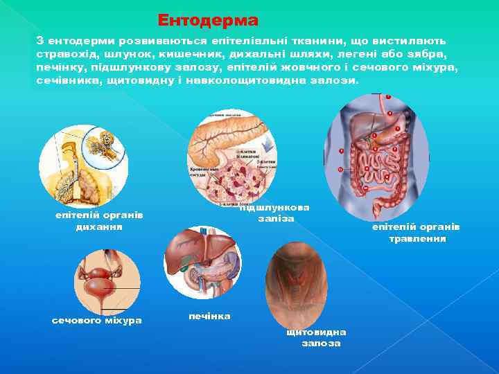 Ентодерма З ентодерми розвиваються епітеліальні тканини, що вистилають стравохід, шлунок, кишечник, дихальні шляхи, легені
