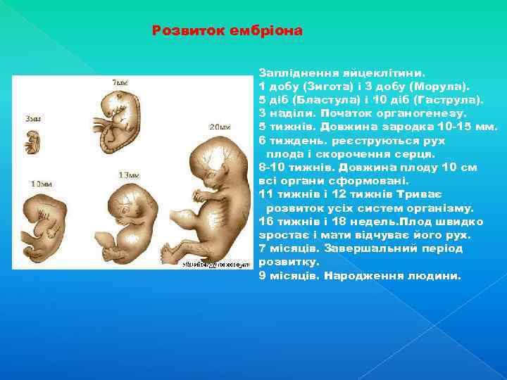 Розвиток ембріона Запліднення яйцеклітини. 1 добу (Зигота) і 3 добу (Морула). 5 діб (Бластула)