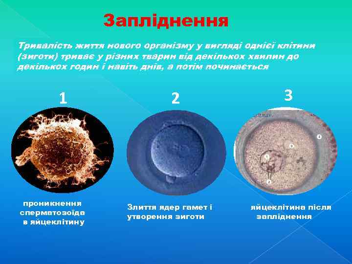 Запліднення Тривалість життя нового організму у вигляді однієї клітини (зиготи) триває у різних тварин