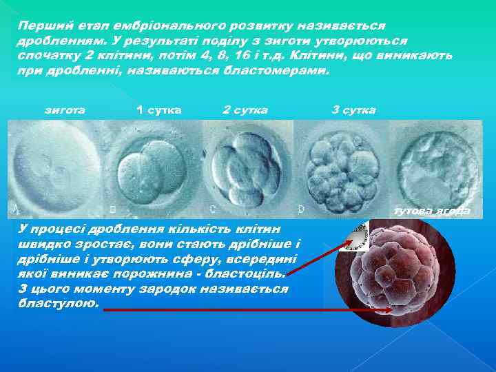 Перший етап ембріонального розвитку називається дробленням. У результаті поділу з зиготи утворюються спочатку 2