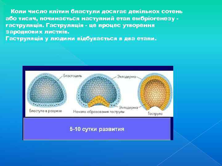 Коли число клітин бластули досягає декількох сотень або тисяч, починається наступний етап ембріогенезу гаструляція.