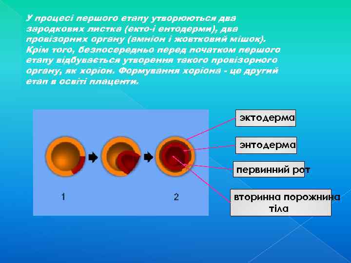 У процесі першого етапу утворюються два зародкових листка (екто-і ентодерми), два провізорних органу (амніон