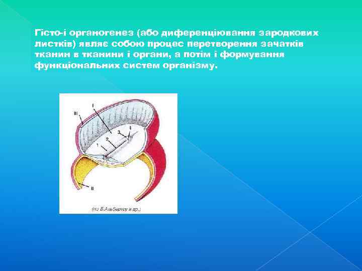 Гісто-і органогенез (або диференціювання зародкових листків) являє собою процес перетворення зачатків тканини і органи,