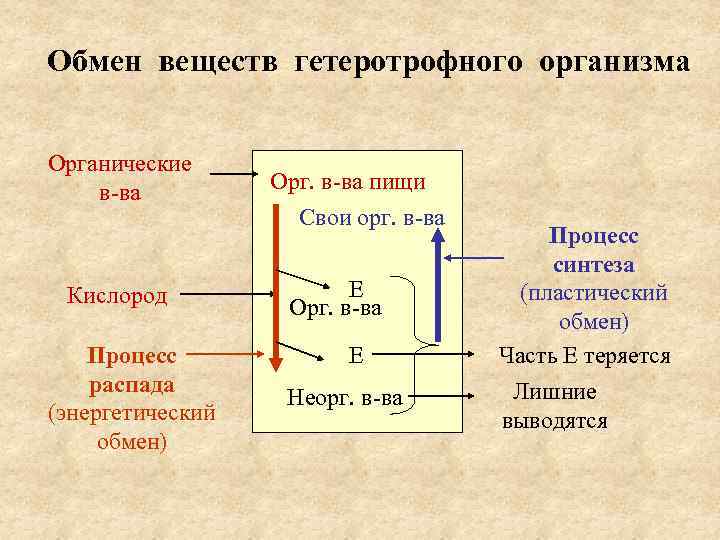 Обмен веществ 10. Гетеротрофный Тип обмена веществ. Гетеротрофный Синтез. Гетеротрофные процессы метаболизма. Метаболизм гетеротрофов.