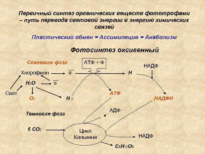 Синтез органических соединений. Реакции синтеза органических веществ. Анаболизм Синтез органических веществ. Синтез сложных органических соединений. Вещества первичного синтеза.