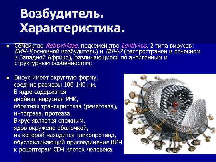 Возбудитель. Характеристика. n Семейство Retroviridae, подсемейство Lentivirus, 2 типа вирусов: ВИЧ-1(основной возбудитель) и ВИЧ-2