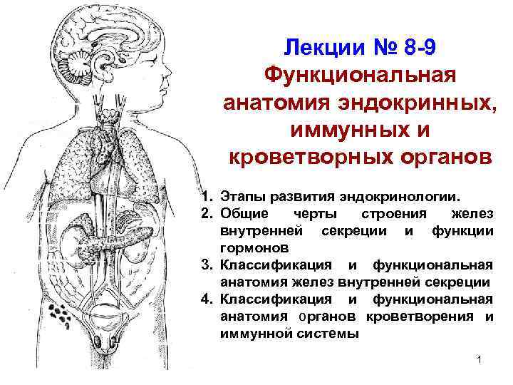 Лекции № 8 -9 Функциональная анатомия эндокринных, иммунных и кроветворных органов 1. Этапы развития