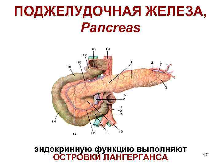 ПОДЖЕЛУДОЧНАЯ ЖЕЛЕЗА, Pancreas эндокринную функцию выполняют ОСТРОВКИ ЛАНГЕРГАНСА 17 