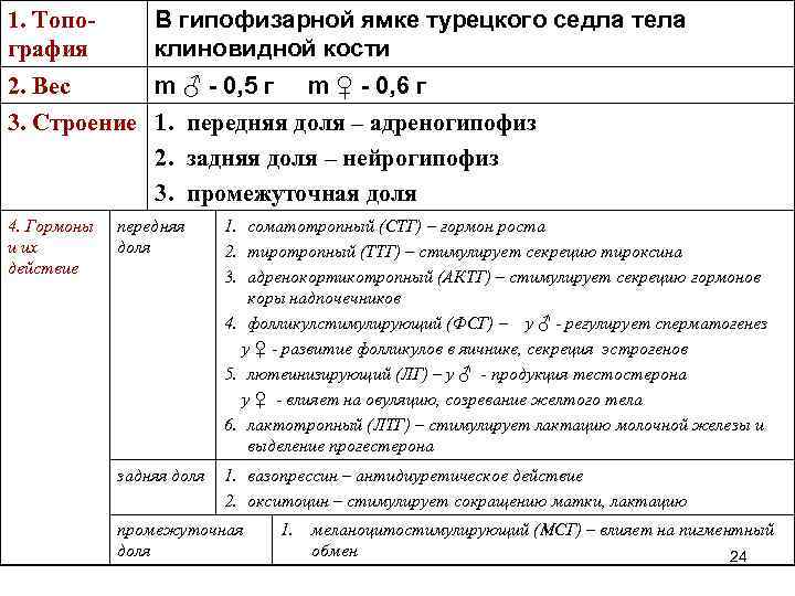 1. Топография В гипофизарной ямке турецкого седла тела клиновидной кости 2. Вес m ♂
