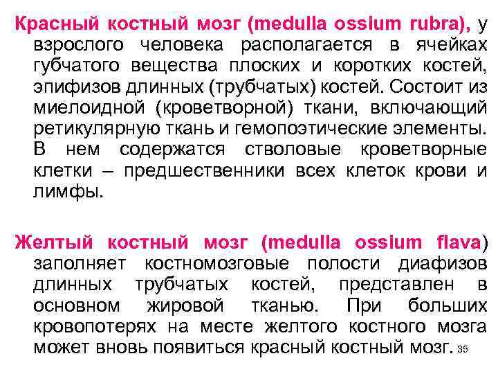 Красный костный мозг (medulla ossium rubra), у взрослого человека располагается в ячейках губчатого вещества