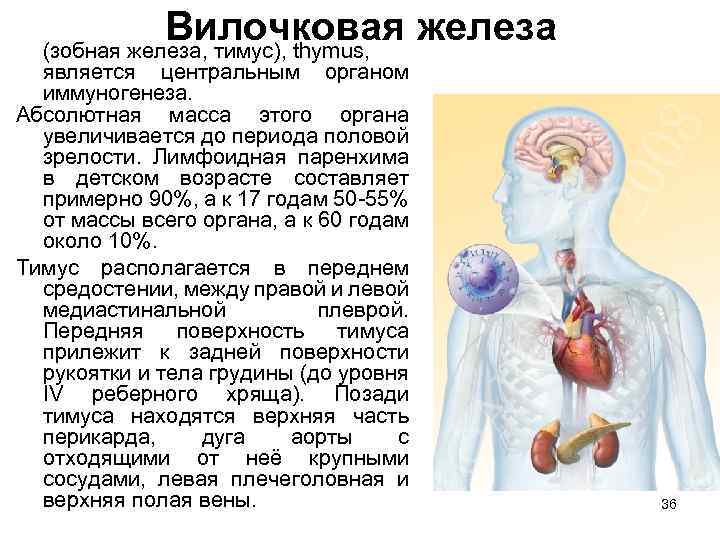 Вилочковая железа (зобная железа, тимус), thymus, является центральным органом иммуногенеза. Абсолютная масса этого органа