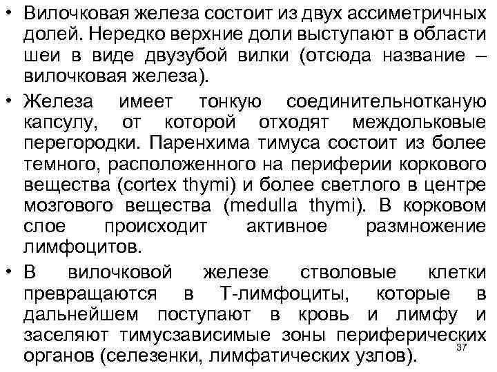  • Вилочковая железа состоит из двух ассиметричных долей. Нередко верхние доли выступают в