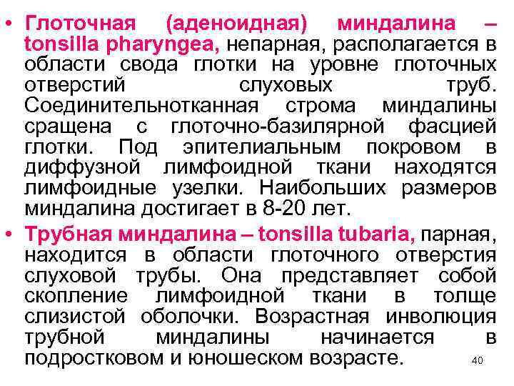  • Глоточная (аденоидная) миндалина – tonsilla pharyngea, непарная, располагается в области свода глотки