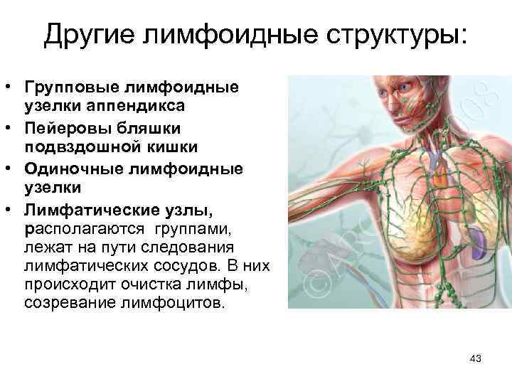 Другие лимфоидные структуры: • Групповые лимфоидные узелки аппендикса • Пейеровы бляшки подвздошной кишки •