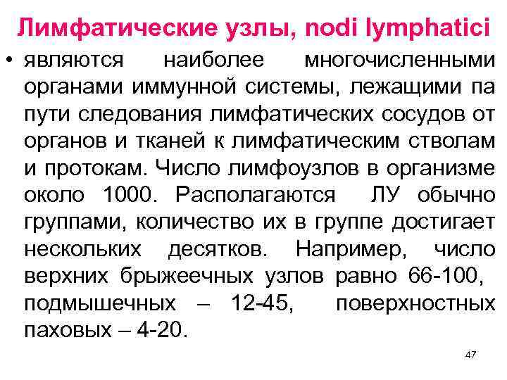 Лимфатические узлы, nodi lymphatici • являются наиболее многочисленными органами иммунной системы, лежащими па пути