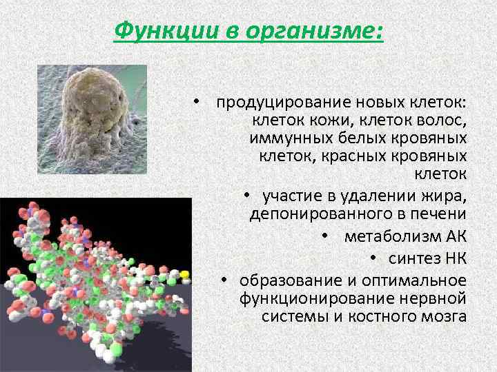 Функции в организме: • продуцирование новых клеток: клеток кожи, клеток волос, иммунных белых кровяных