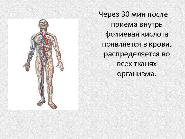 Через 30 мин после приема внутрь фолиевая кислота появляется в крови, распределяется во всех
