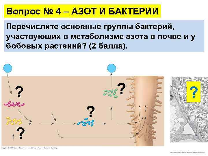 Вопрос № 4 – АЗОТ И БАКТЕРИИ Перечислите основные группы бактерий, участвующих в метаболизме