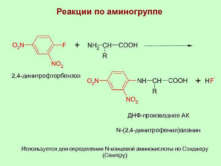 Реакции по аминогруппе 2, 4 -динитрофторбензол ДНФ-производное АК N-(2, 4 -динитрофенил)аланин Используется для определения