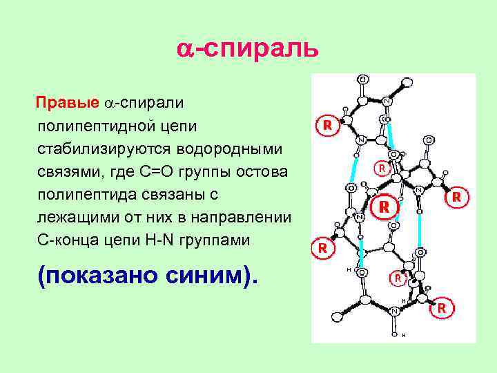 a-спираль Правые a-спирали полипептидной цепи стабилизируются водородными связями, где С=О группы остова полипептида связаны