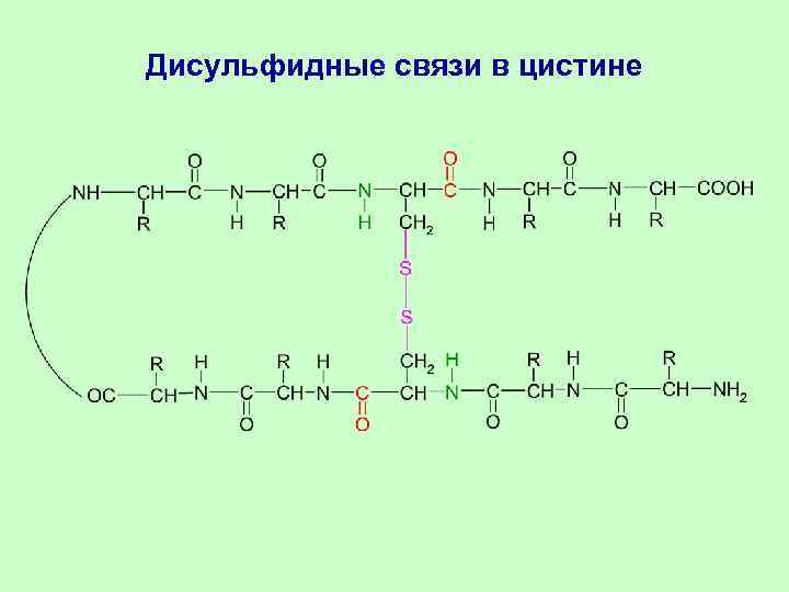 Дисульфидные связи в цистине 