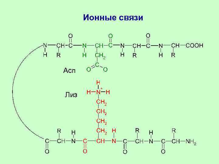 Ионные связи Асп Лиз 