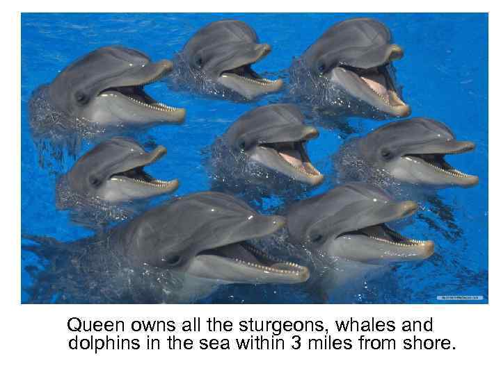 Queen owns all the sturgeons, whales and dolphins in the sea within 3 miles