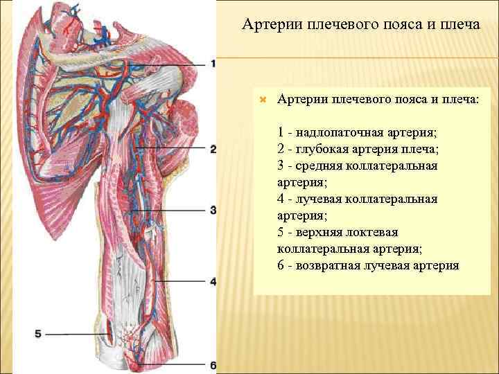 Артерии плечевого пояса и плеча: 1 - надлопаточная артерия; 2 - глубокая артерия плеча;