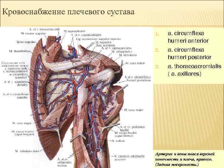 Кровоснабжение плечевого сустава 1. 2. 3. a. circumflexa humeri anterior a. circumflexa humeri posterior