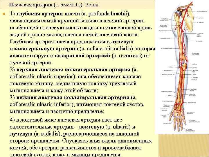Плечевая артерия (a. brachialis). Ветви 1) глубокая артерия плеча (a. profunda brachii), являющаяся самой