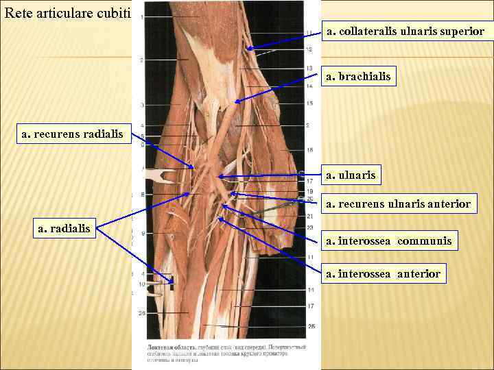 Rete articulare cubiti a. collateralis ulnaris superior a. brachialis a. recurens radialis a. ulnaris