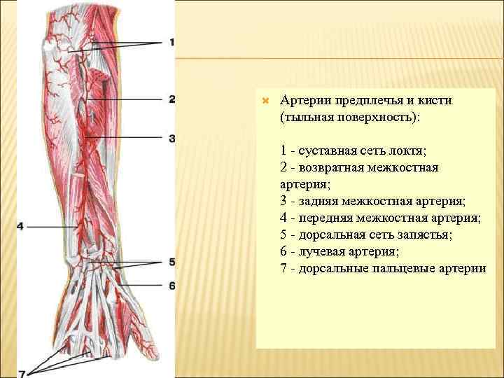  Артерии предплечья и кисти (тыльная поверхность): 1 - суставная сеть локтя; 2 -