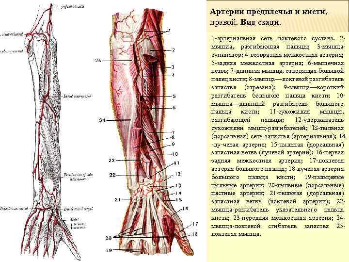 Артерии кисти схема