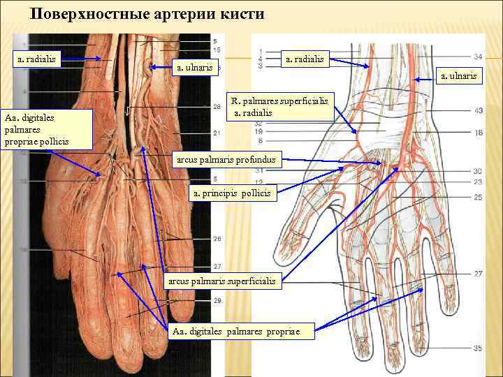 Поверхностные артерии кисти a. radialis Aa. digitales palmares propriae pollicis a. radialis a. ulnaris