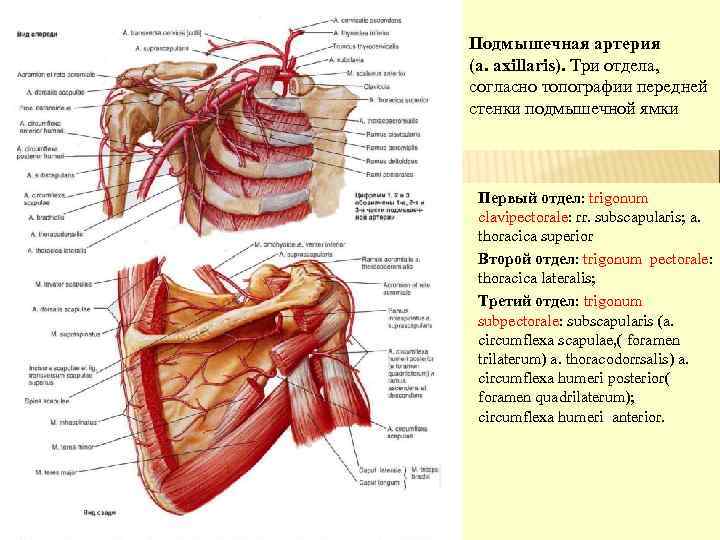 Подмышечная артерия (a. axillaris). Три отдела, согласно топографии передней стенки подмышечной ямки Первый отдел: