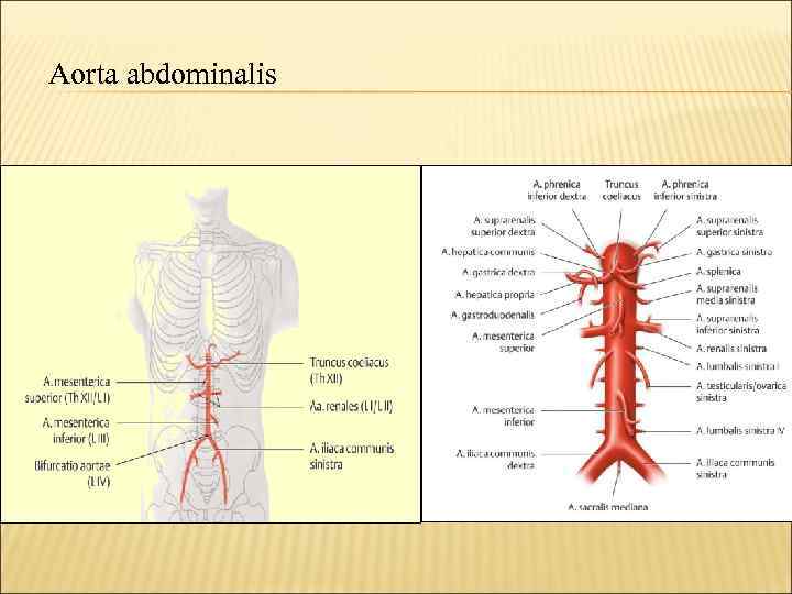 Aorta abdominalis 