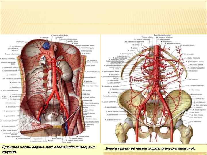 Брюшная часть аорты, pars abdominalis aortae; вид спереди. Ветви брюшной части аорты (полусхематично). 