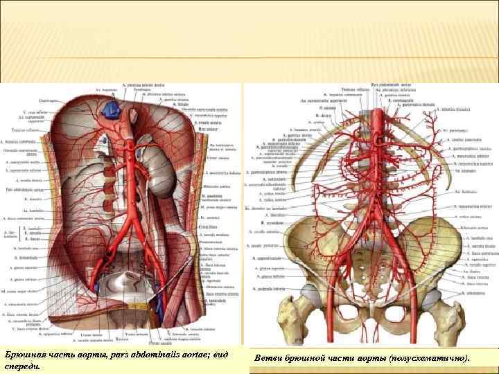 Где находится брюшная аорта у человека фото