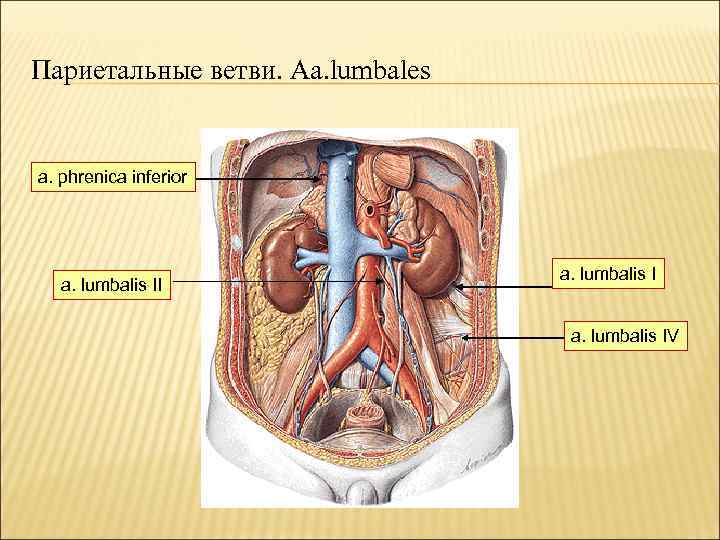 Париетальные ветви. Aa. lumbales a. phrenica inferior a. lumbalis II a. lumbalis IV 