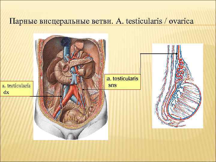 Парные висцеральные ветви. A. testicularis / ovarica a. testicularis dx a. testicularis sns 