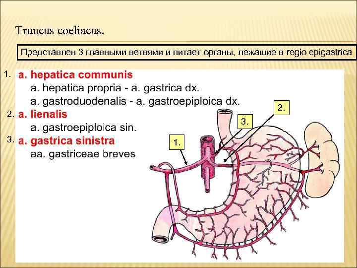 Truncus coeliacus. Представлен 3 главными ветвями и питает органы, лежащие в regio epigastrica 1.