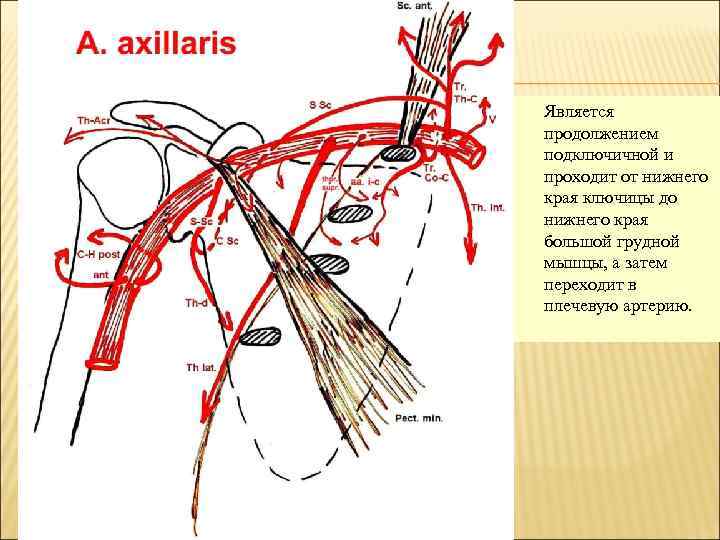 Подмышечная артерия схема