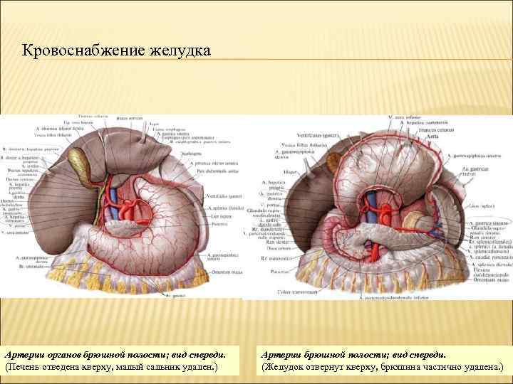 Кровоснабжение желудка Артерии органов брюшной полости; вид спереди. (Печень отведена кверху, малый сальник удален.