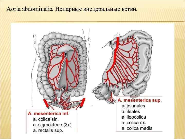 Aorta abdominalis. Непарные висцеральные ветви. 