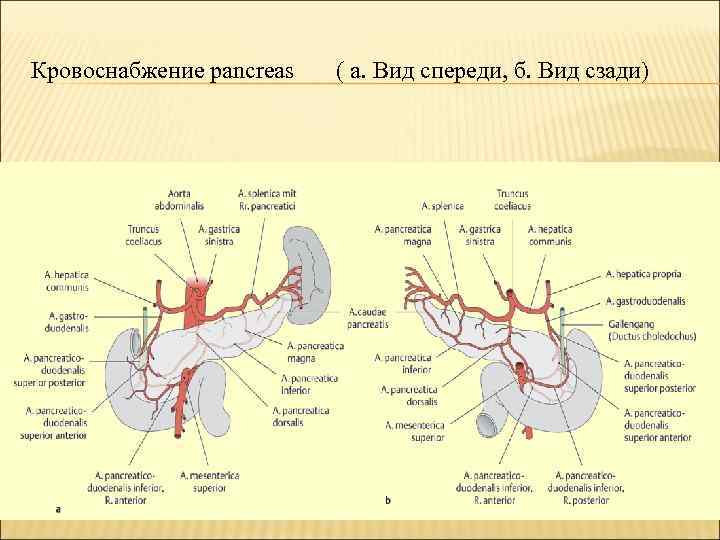 Кровоснабжение pancreas ( a. Вид спереди, б. Вид сзади) 