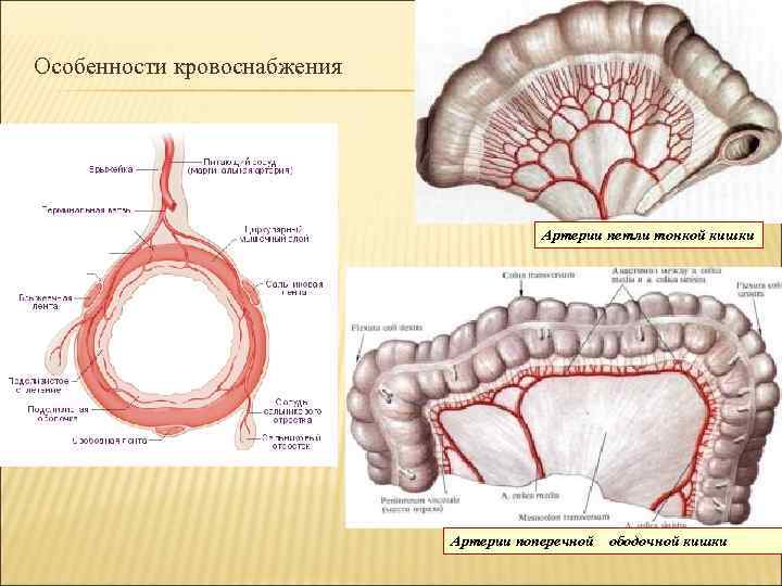 Особенности кровоснабжения Артерии петли тонкой кишки Артерии поперечной ободочной кишки 