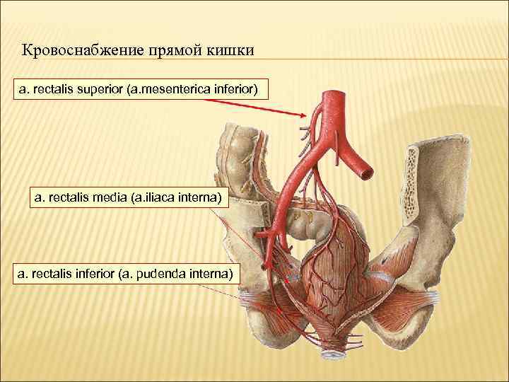 Кровоснабжение прямой кишки a. rectalis superior (a. mesenterica inferior) a. rectalis media (a. iliaca