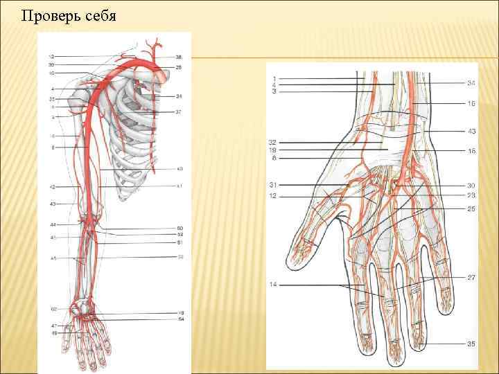 Анатомия артерий верхних конечностей схема для узи