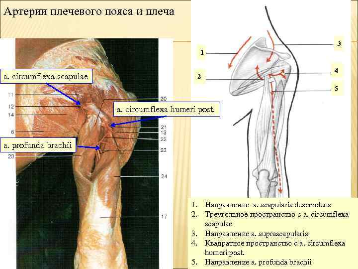 Артерии плечевого пояса и плеча 3 1 a. circumflexa scapulae 2 4 5 a.